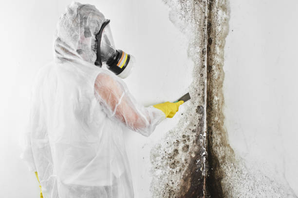 Best Residential Mold Remediation in Dayton, WA