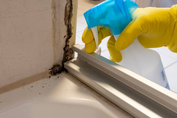 Best Industrial Mold Remediation in Dayton, WA