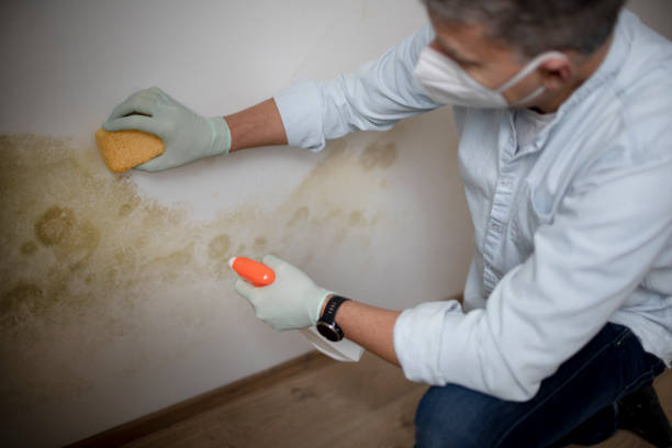 Dayton, WA Mold Remediation Company