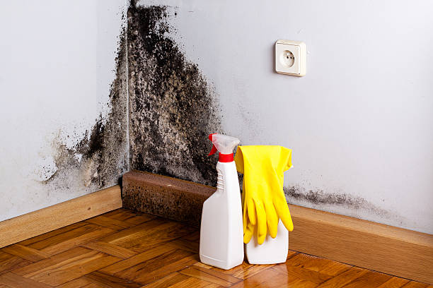 Best Kitchen Mold Remediation in Dayton, WA