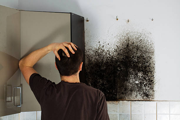 Best Black Mold Remediation in Dayton, WA