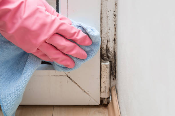 Best Localized Mold Remediation (e.g., coastal areas, humid climates) in Dayton, WA
